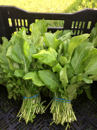 arugula