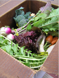 csa box
