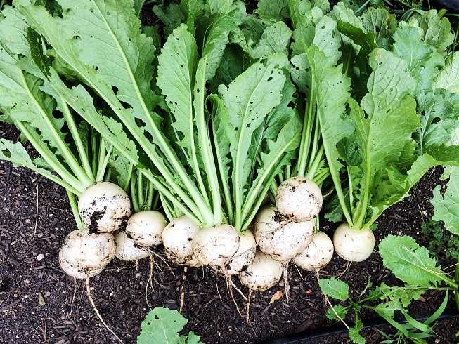 Hakuri Turnips