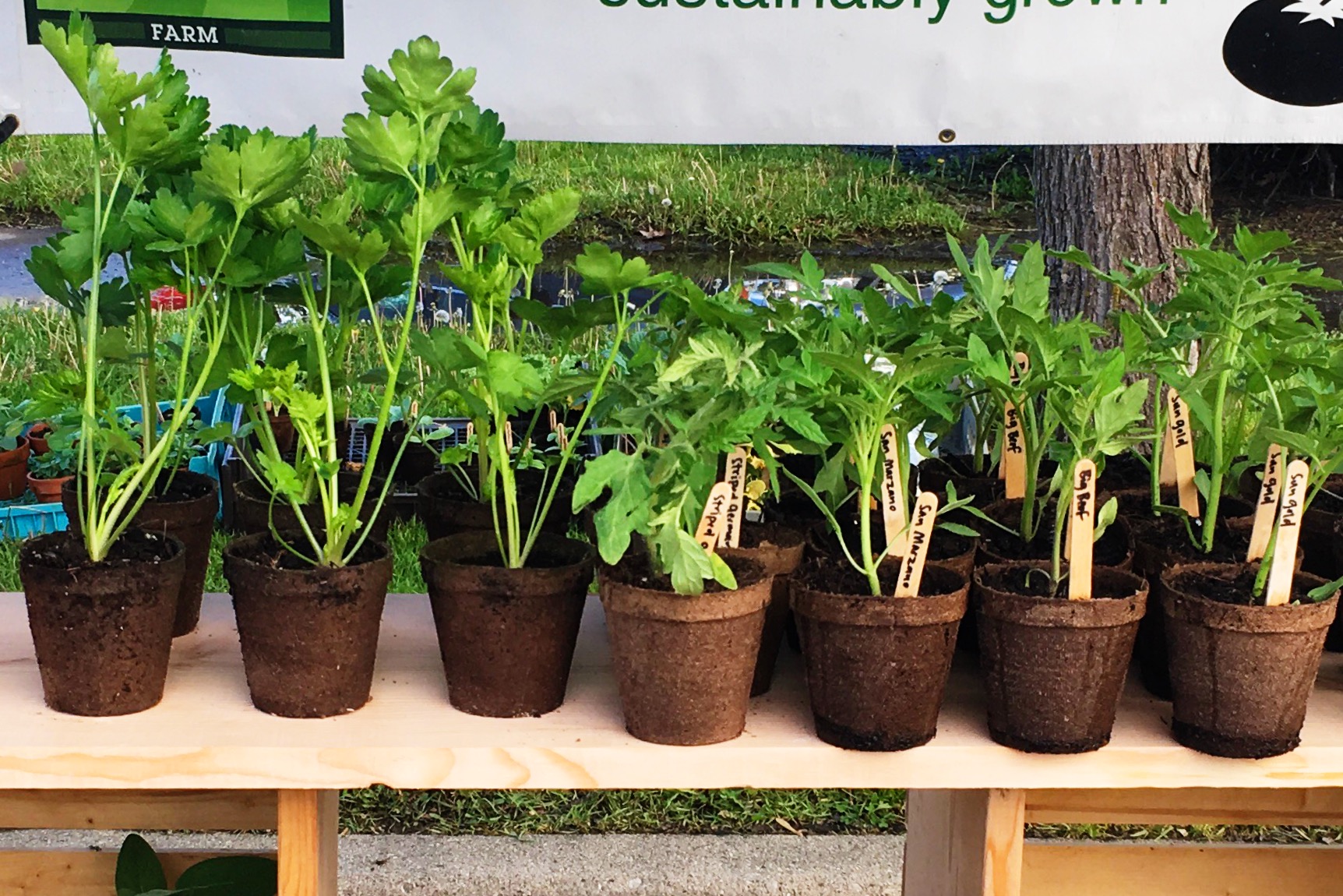Potted Plants at Market